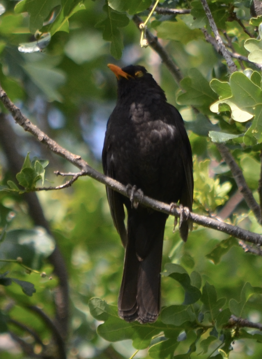 Eurasian Blackbird - ML620502548