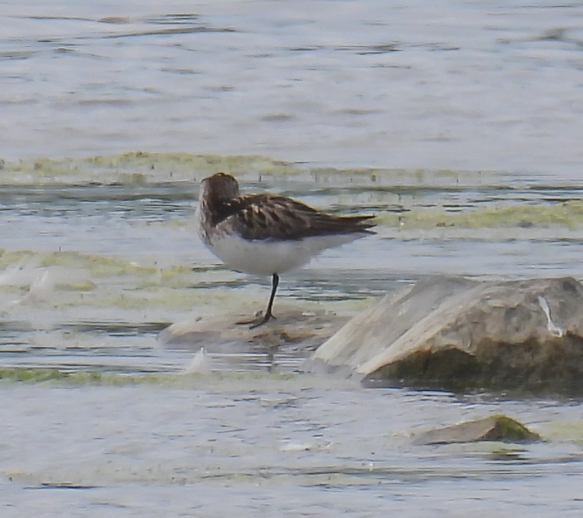 tanımsız Charadriiformes sp. - ML620502554