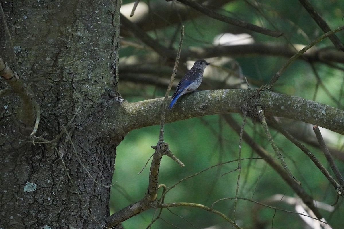 Eastern Bluebird - ML620502555