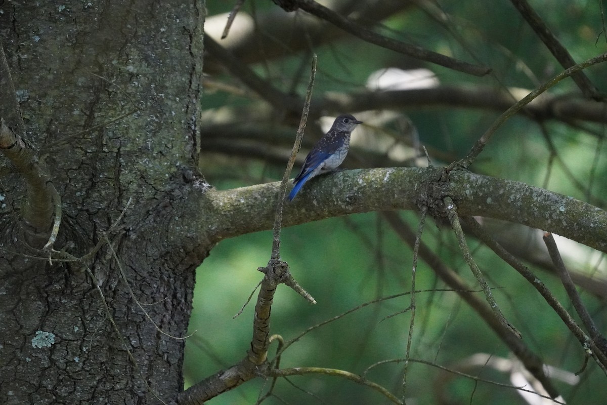 Eastern Bluebird - ML620502558