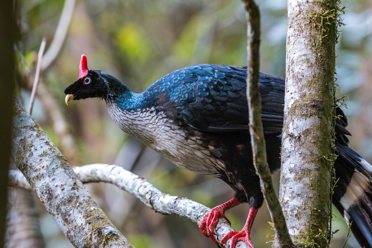 Horned Guan - ML620502563