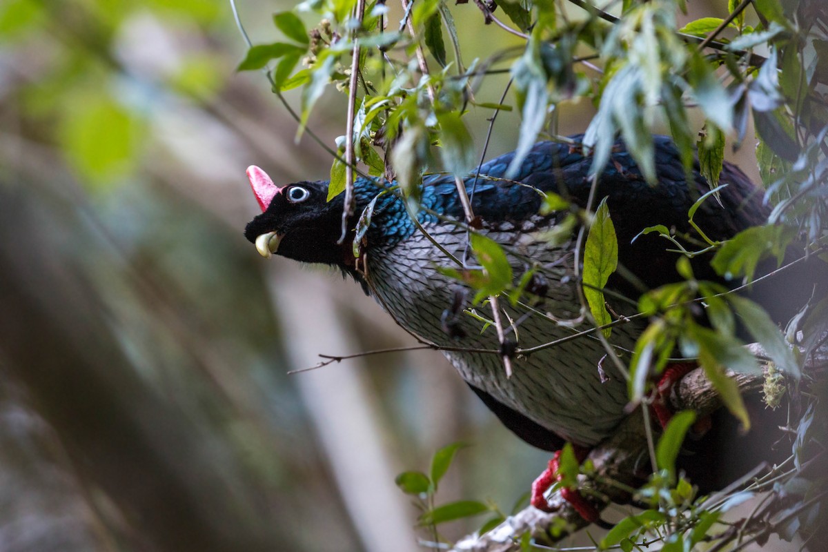 Horned Guan - ML620502566