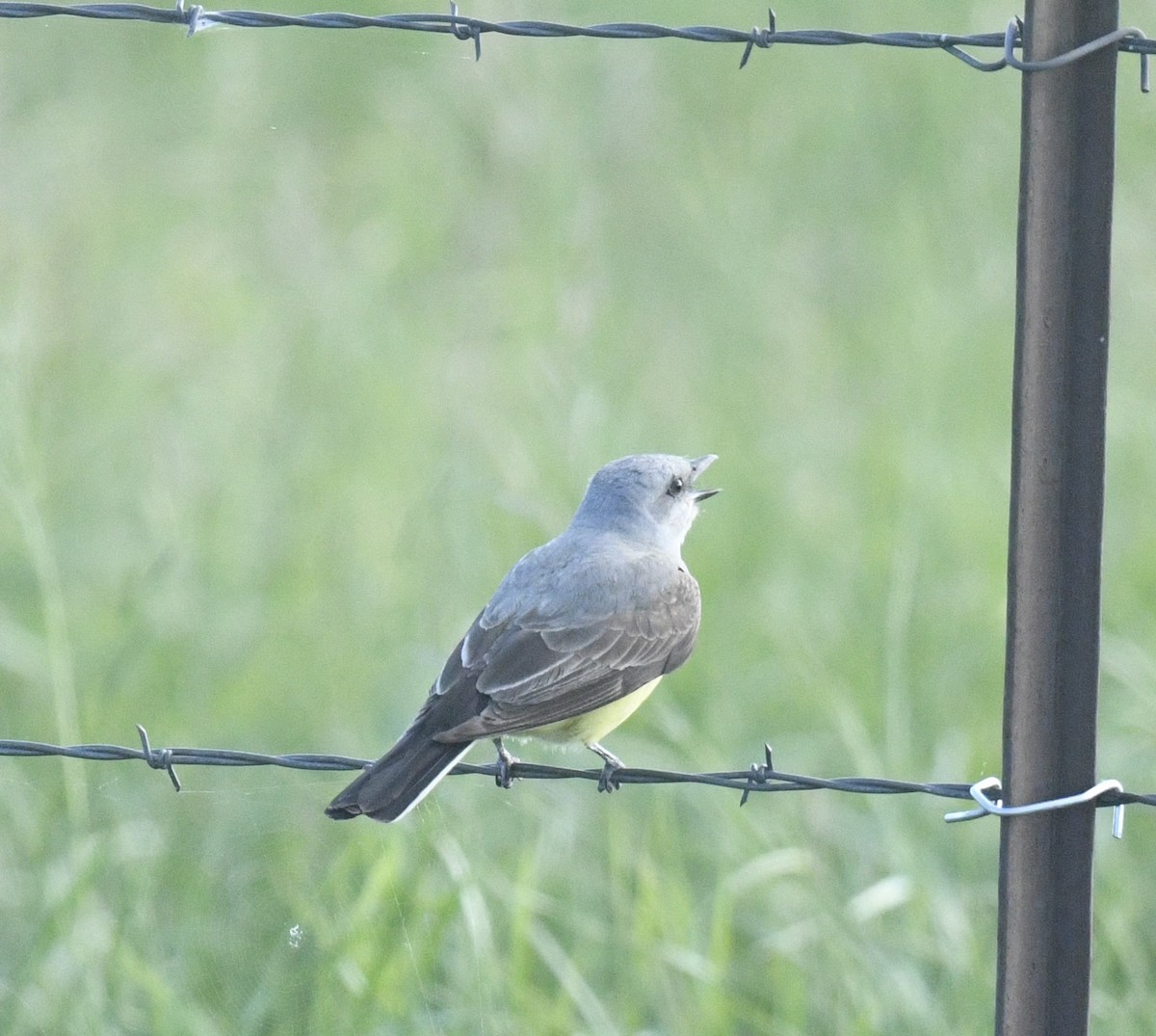 Western Kingbird - ML620502573