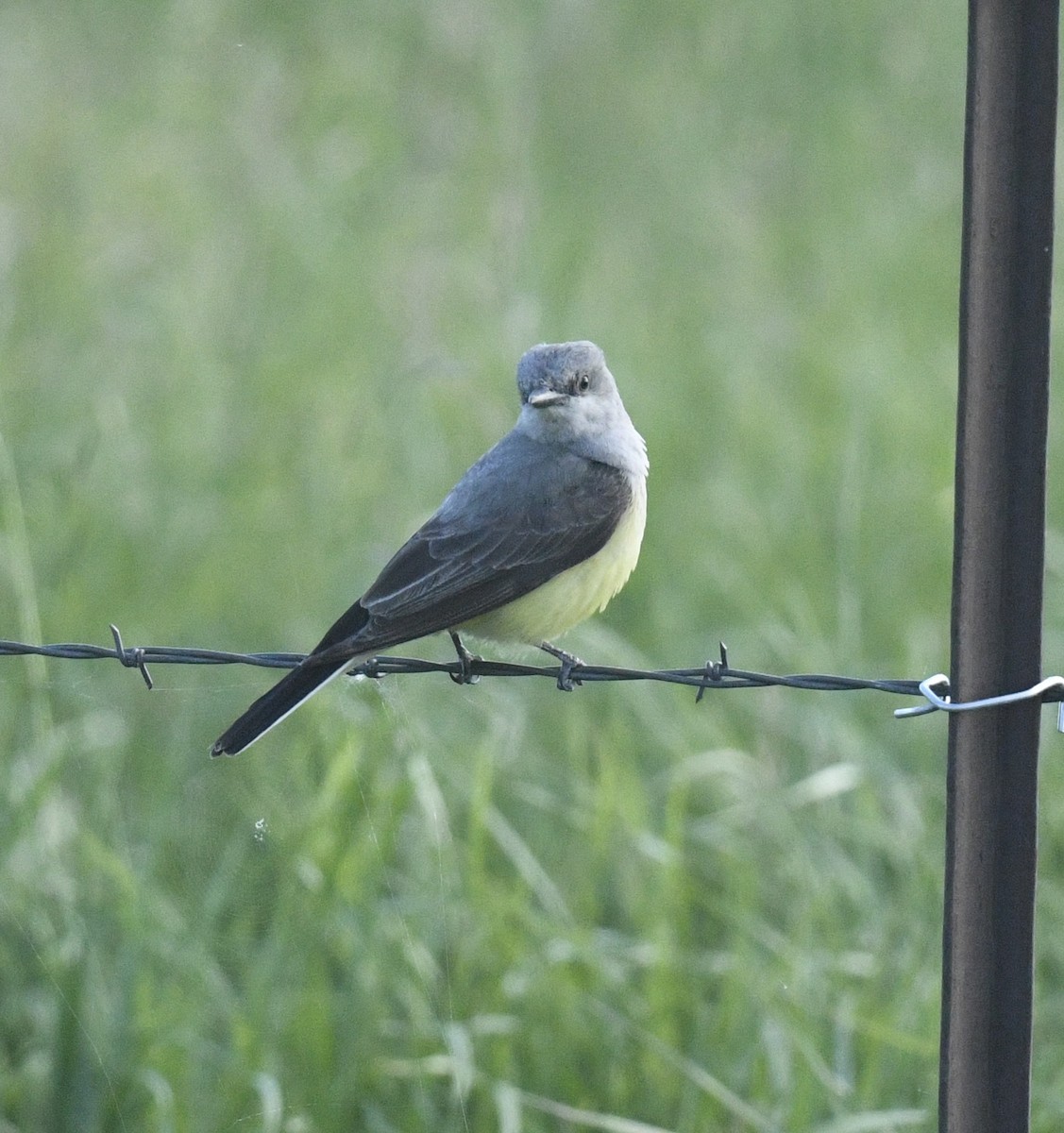 Western Kingbird - ML620502575