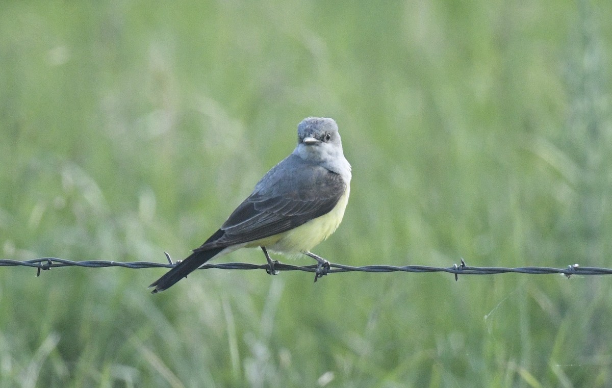 Western Kingbird - ML620502576