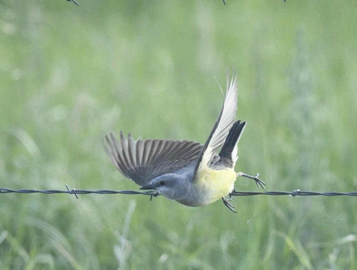 Western Kingbird - Sevilla Rhoads