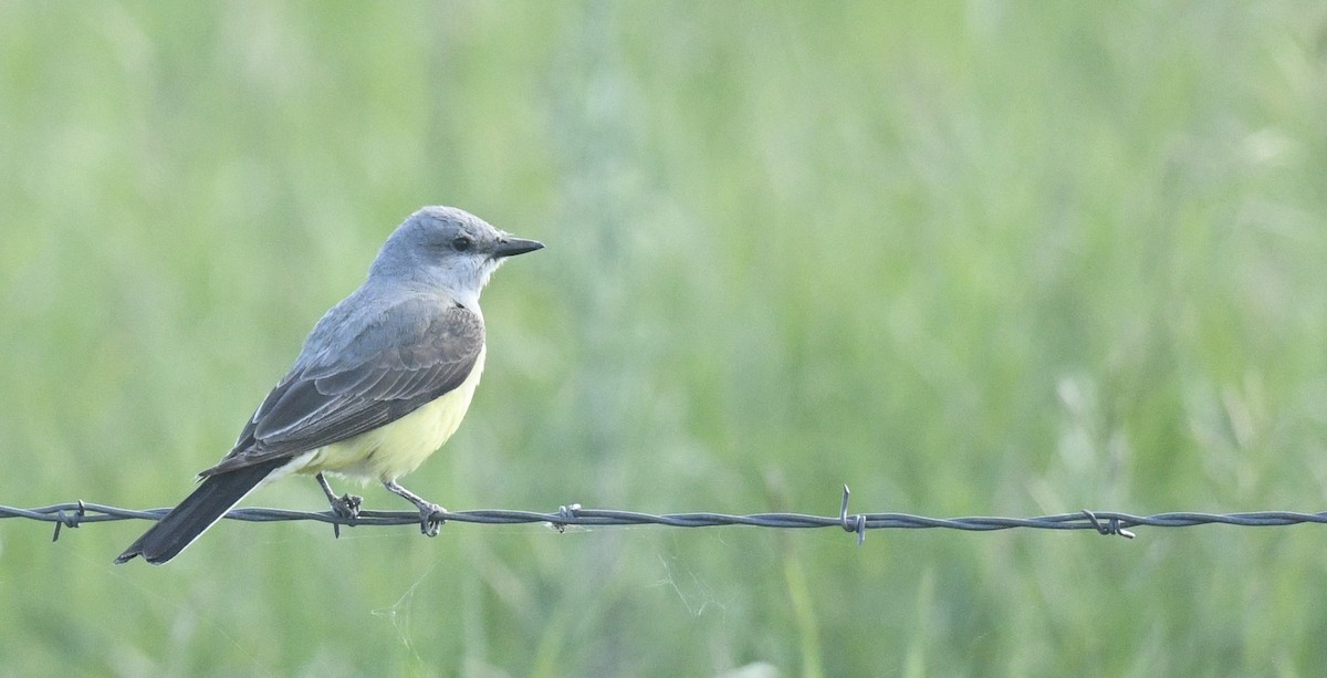 Western Kingbird - ML620502579