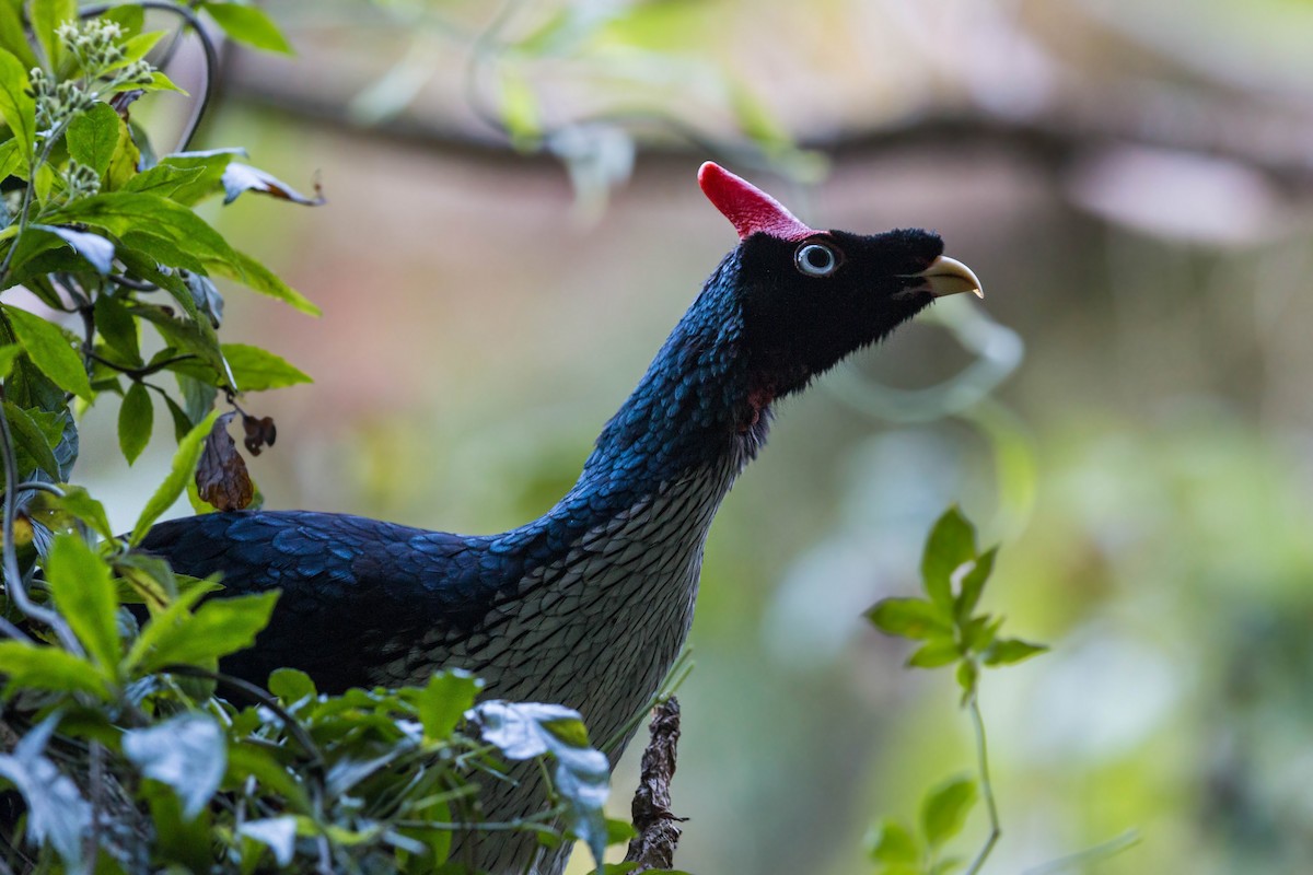 Horned Guan - ML620502580