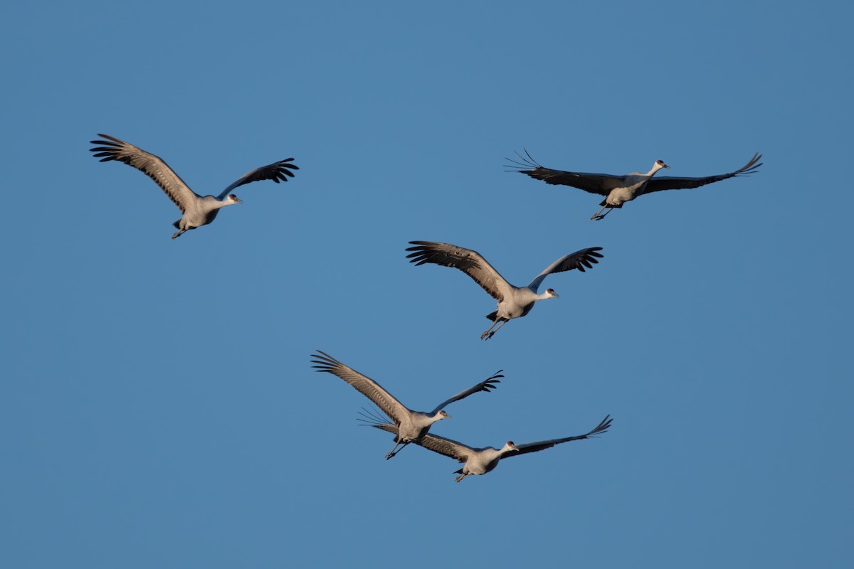 Sandhill Crane - ML620502583