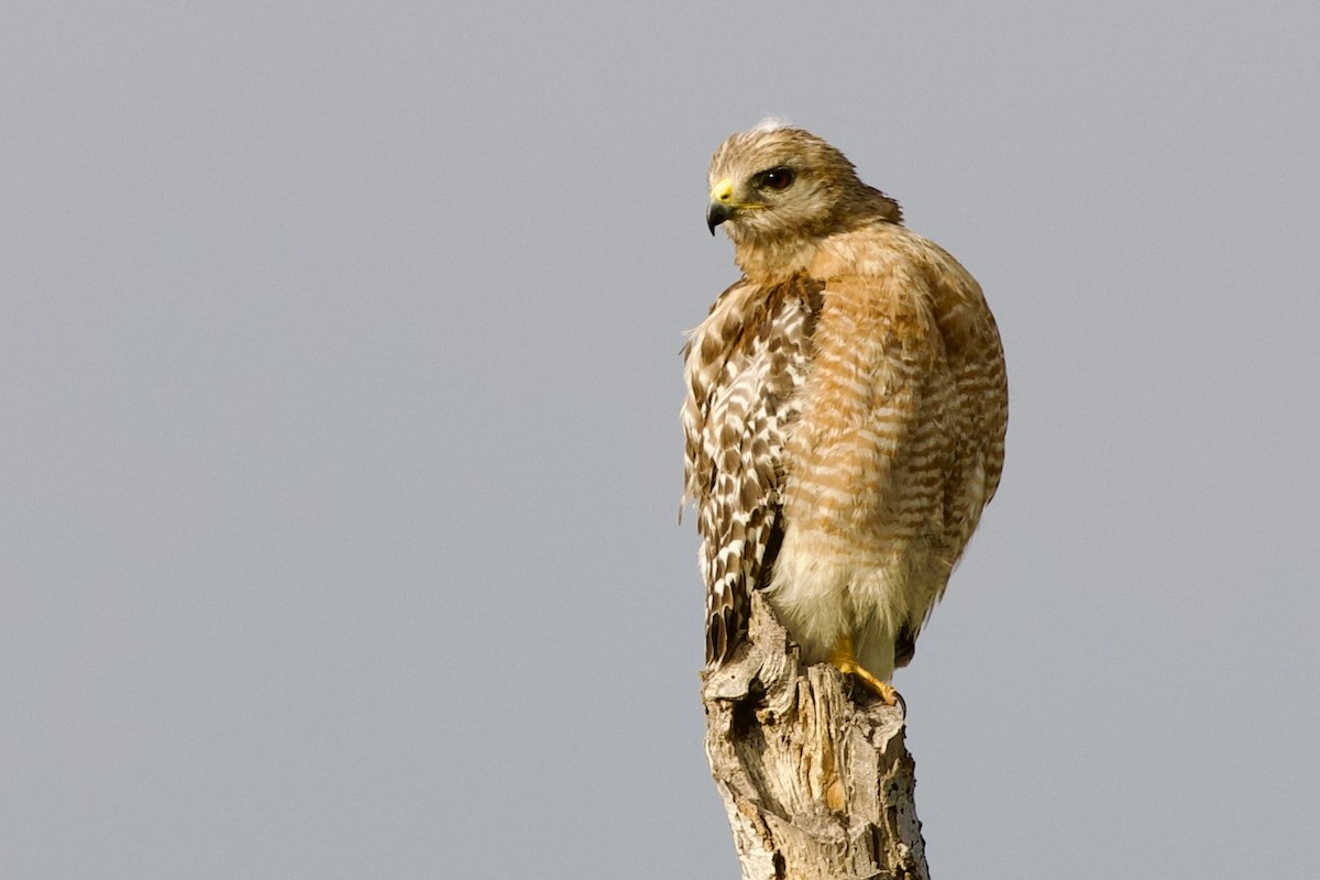 Red-shouldered Hawk - ML620502585