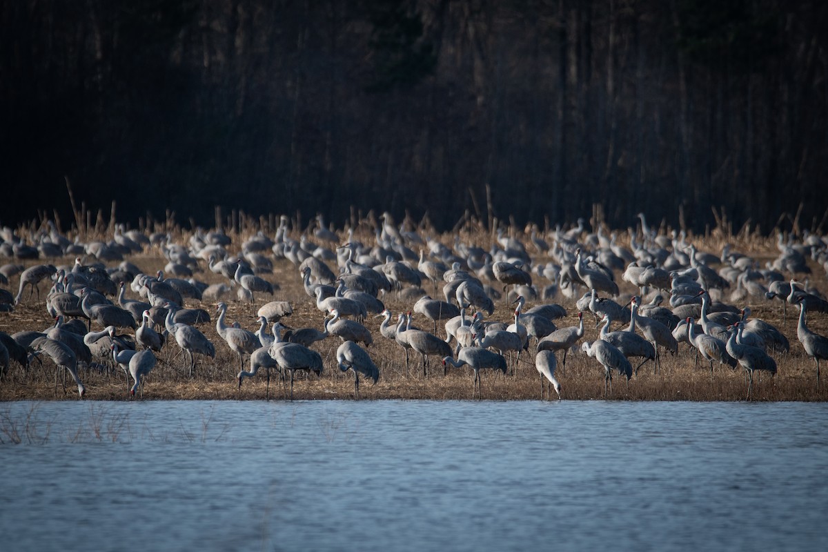 Sandhill Crane - ML620502588