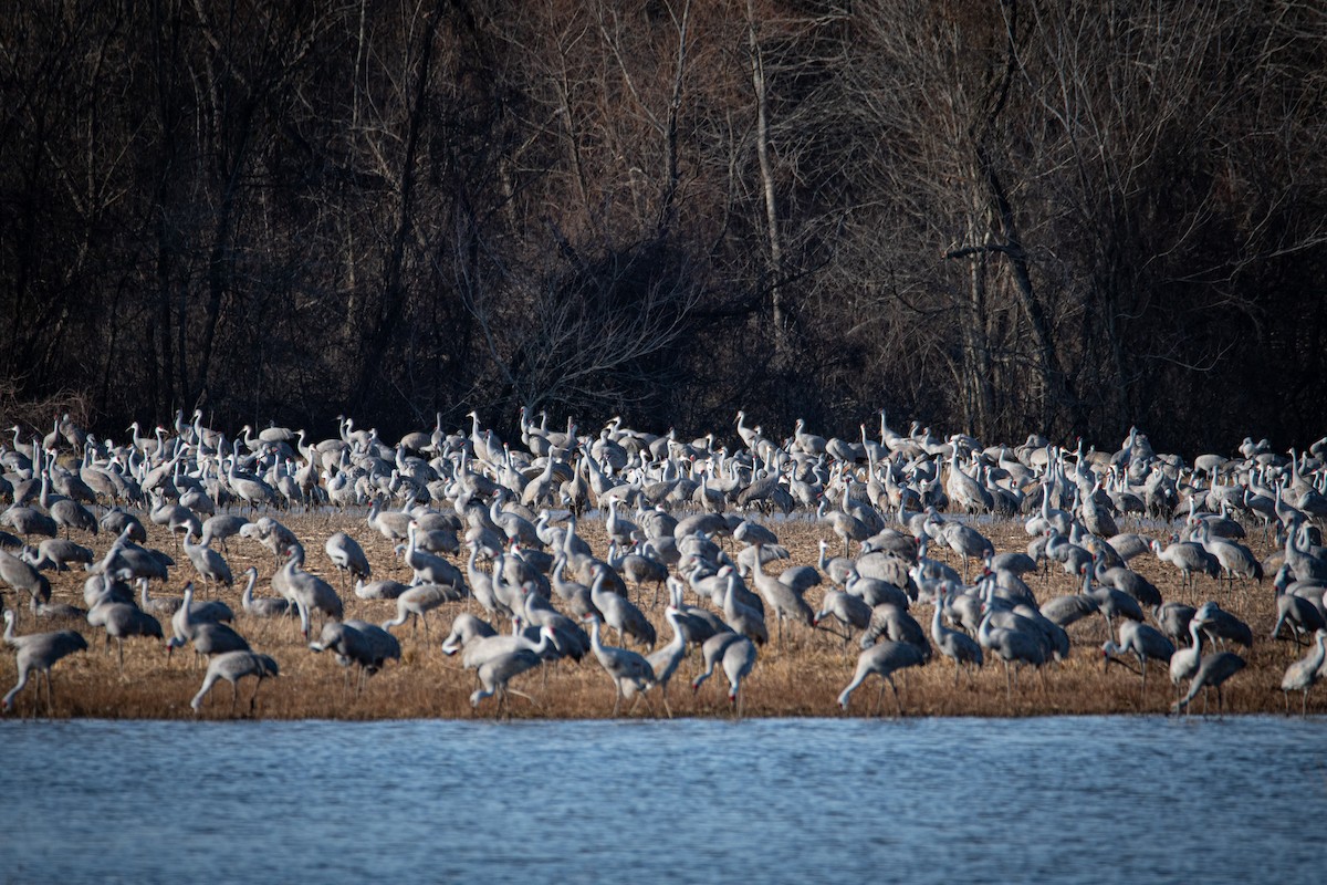 Sandhill Crane - ML620502590