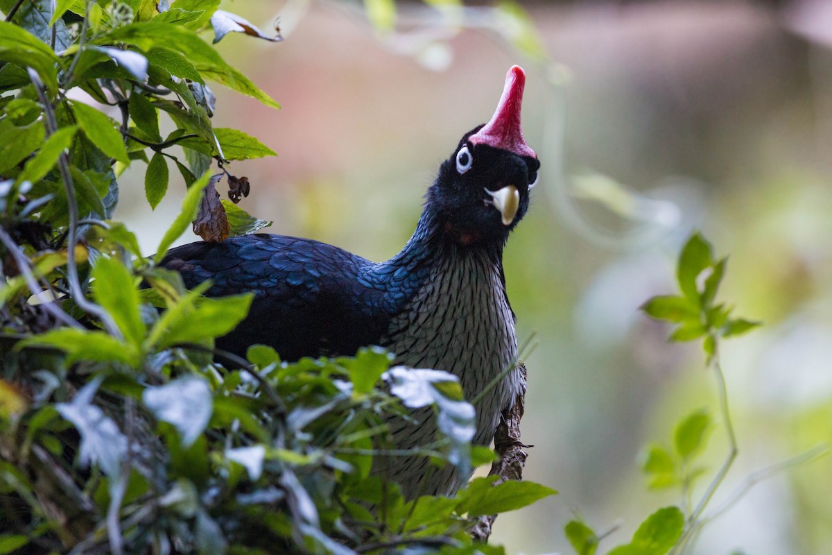 Horned Guan - ML620502592