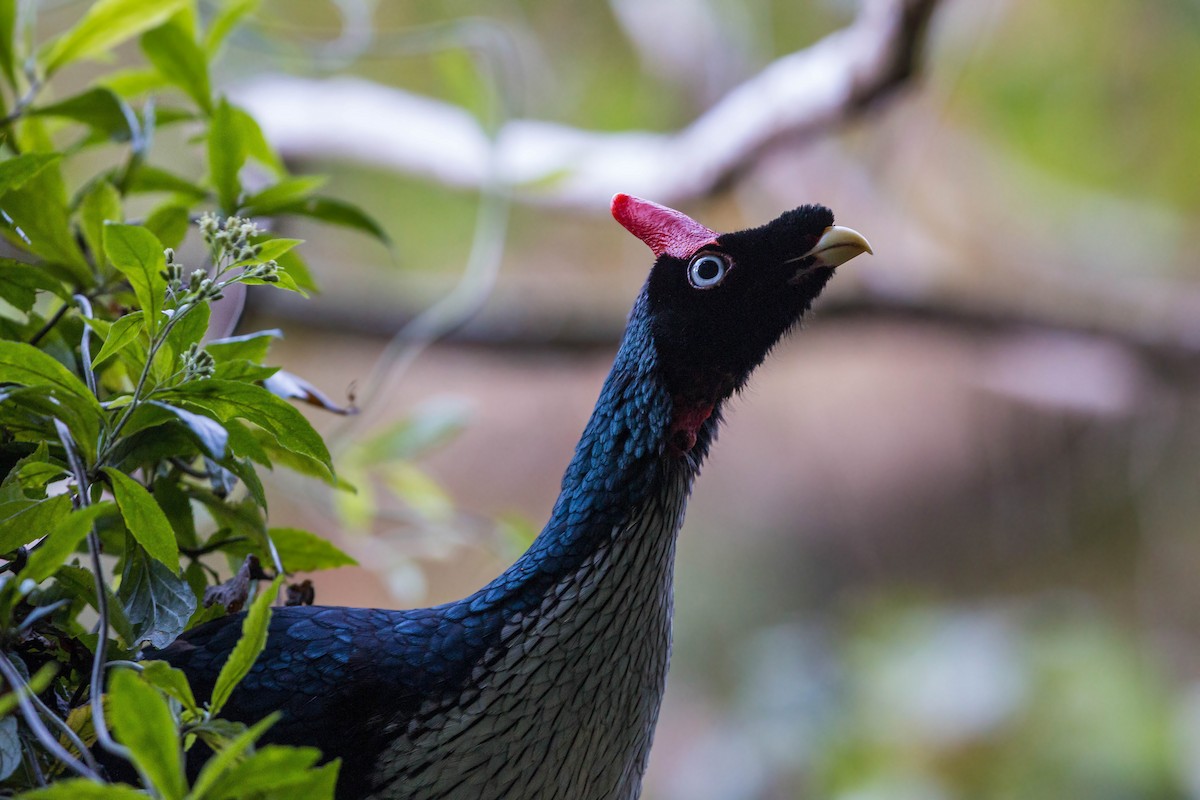 Horned Guan - ML620502596