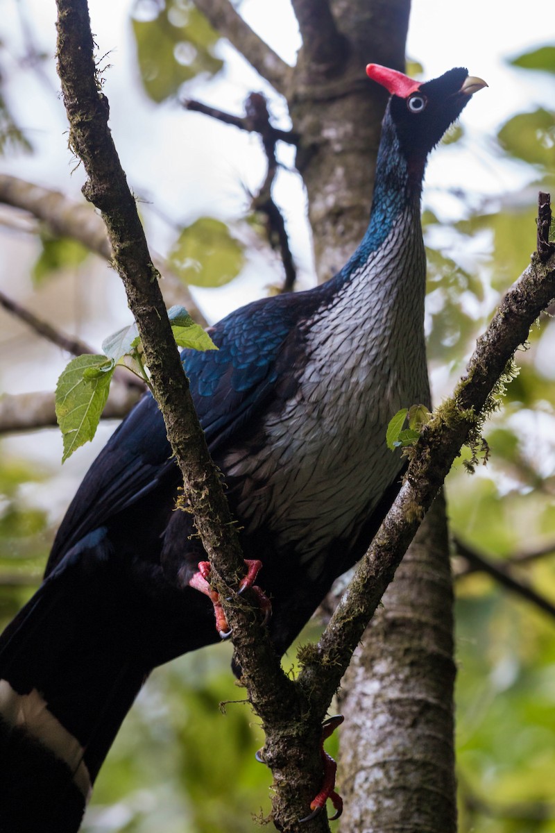 Horned Guan - ML620502605