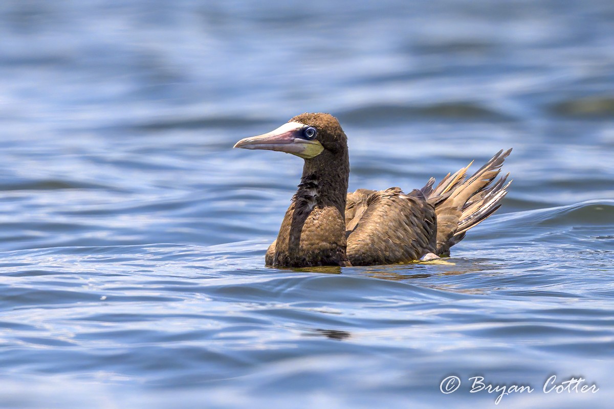 Brown Booby - ML620502609