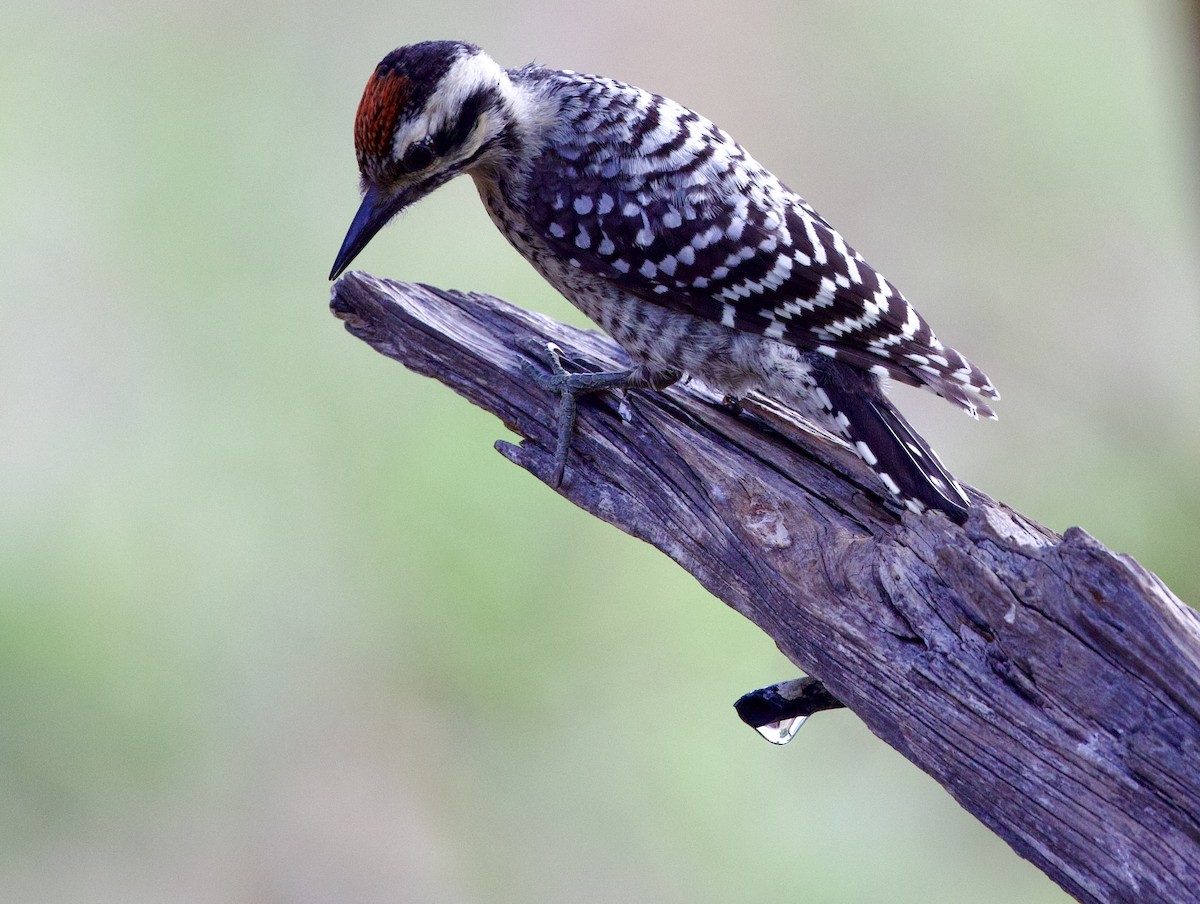 Ladder-backed Woodpecker - ML620502612