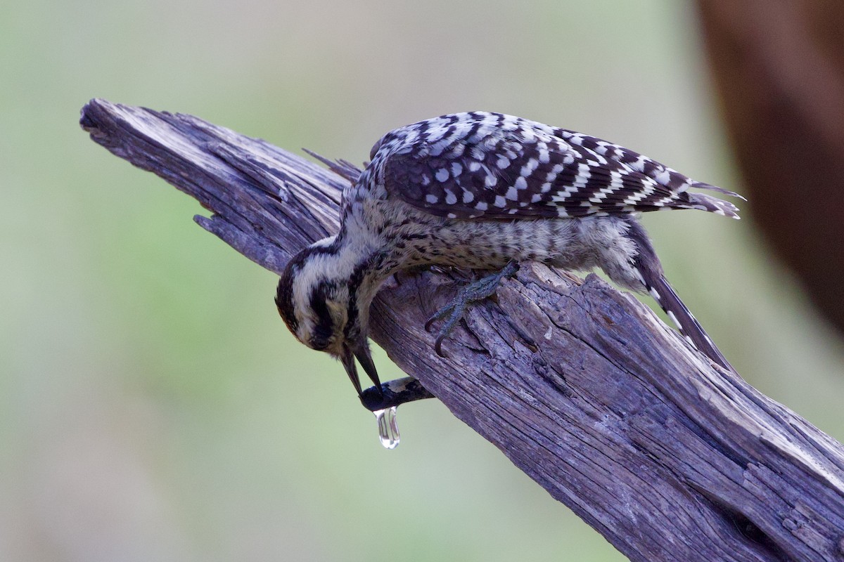 Ladder-backed Woodpecker - ML620502613