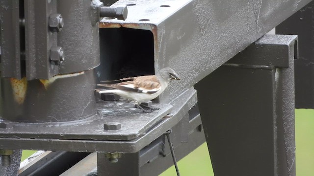 White-winged Snowfinch - ML620502619