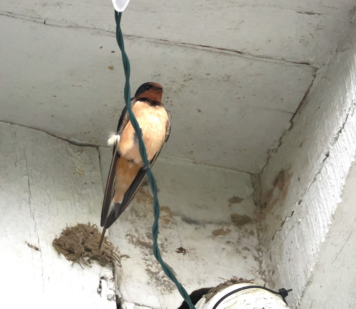 Barn Swallow - ML620502622