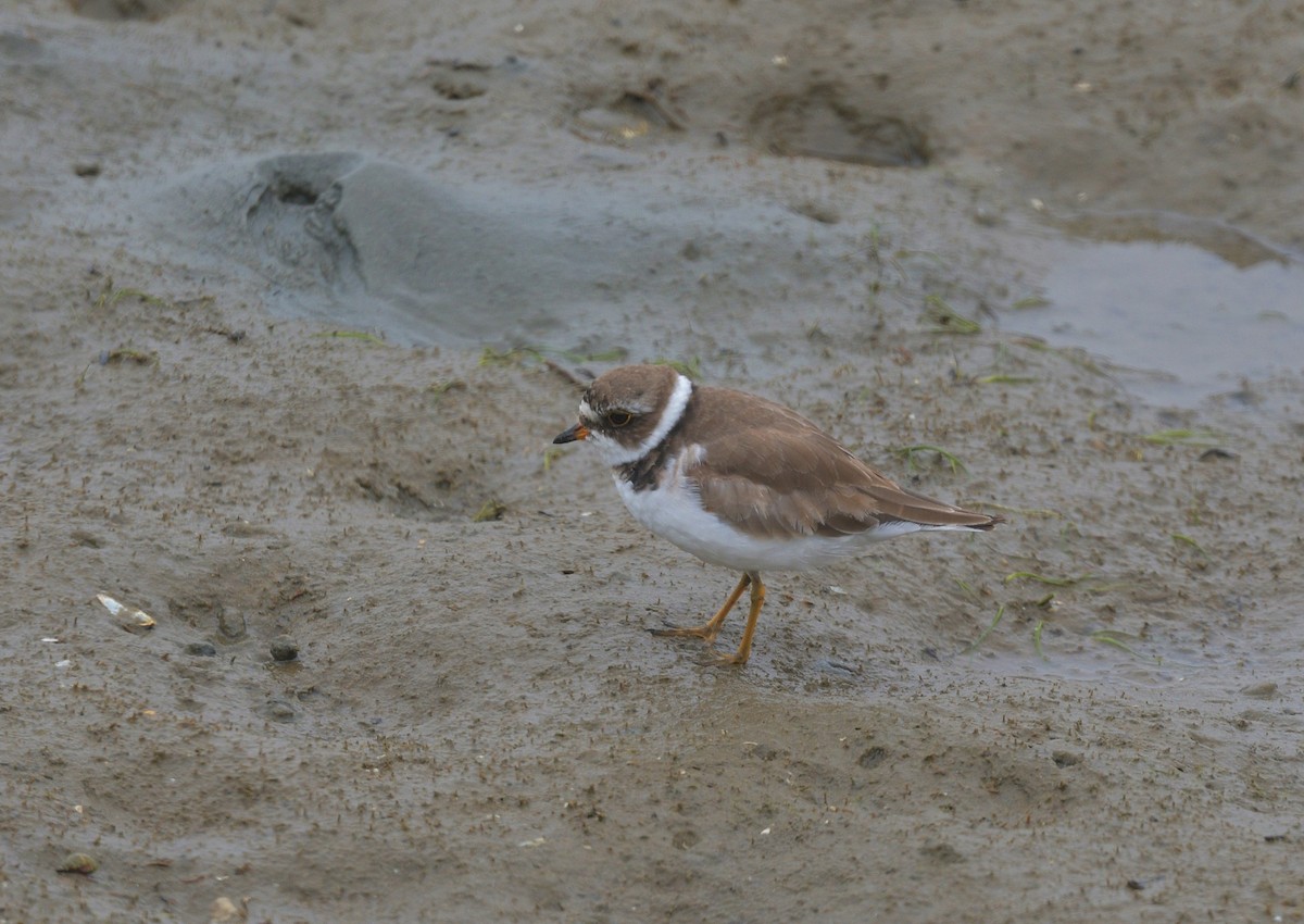 Semipalmated Plover - ML620502624
