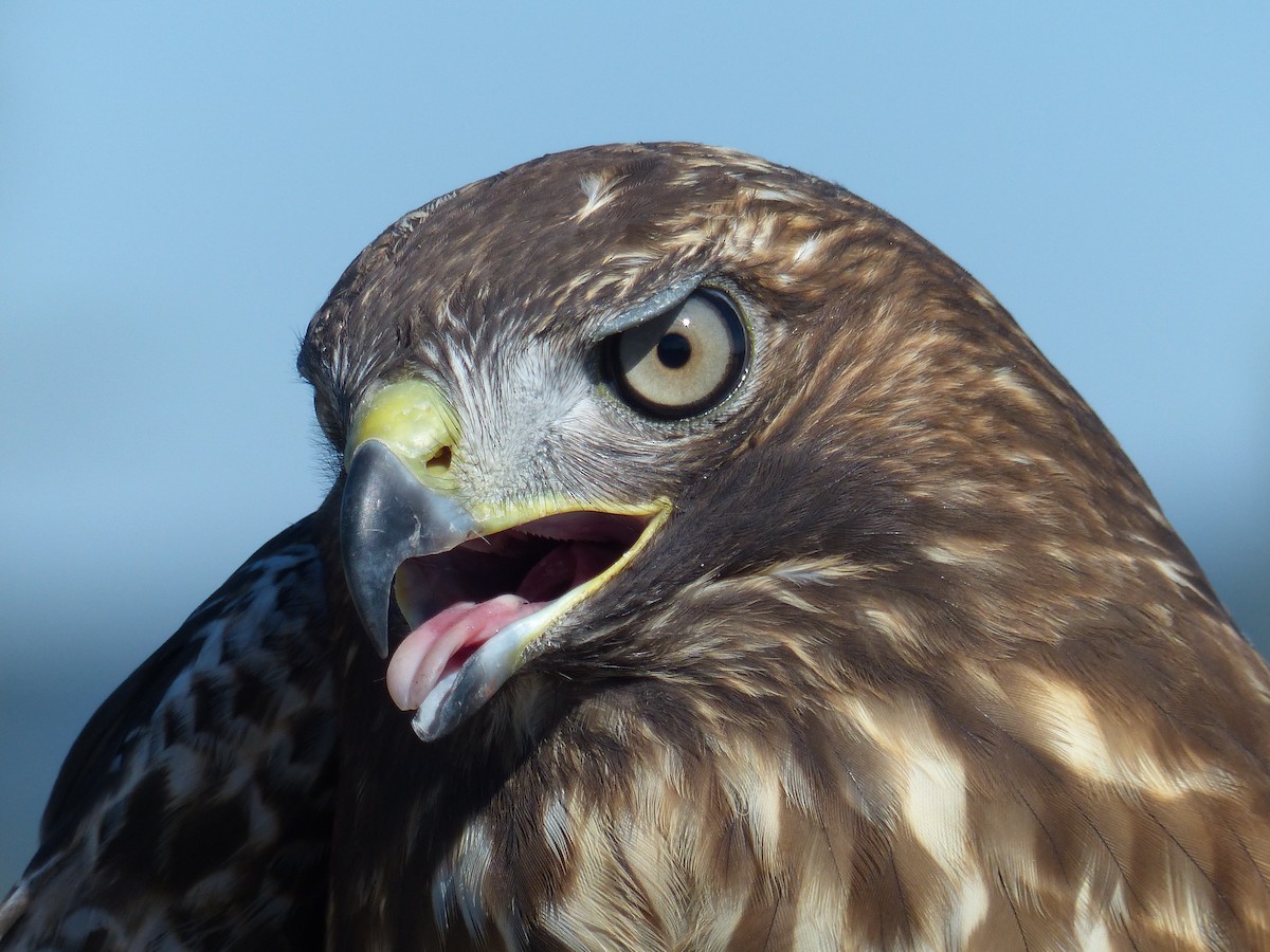 Red-tailed Hawk - ML620502627