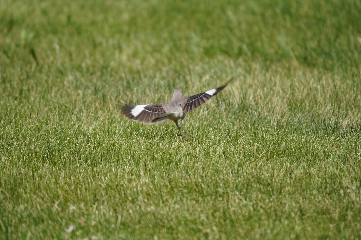 Northern Mockingbird - ML620502631