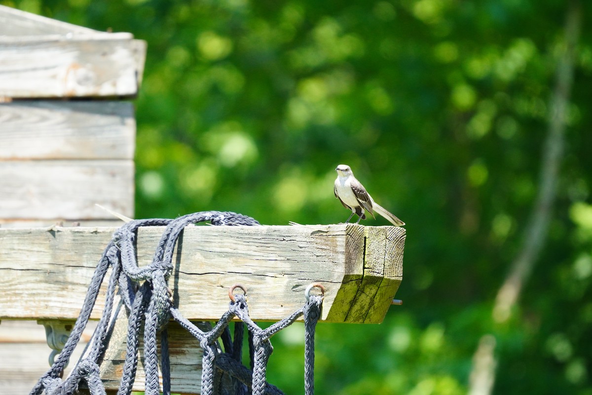 Northern Mockingbird - ML620502632