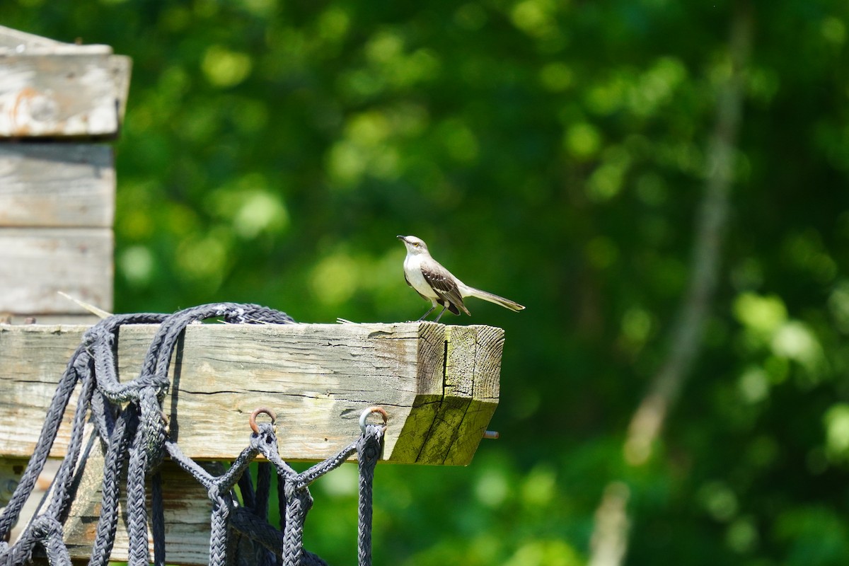 Northern Mockingbird - ML620502634