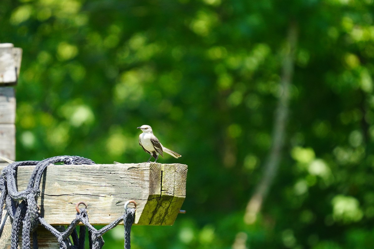 Northern Mockingbird - ML620502635