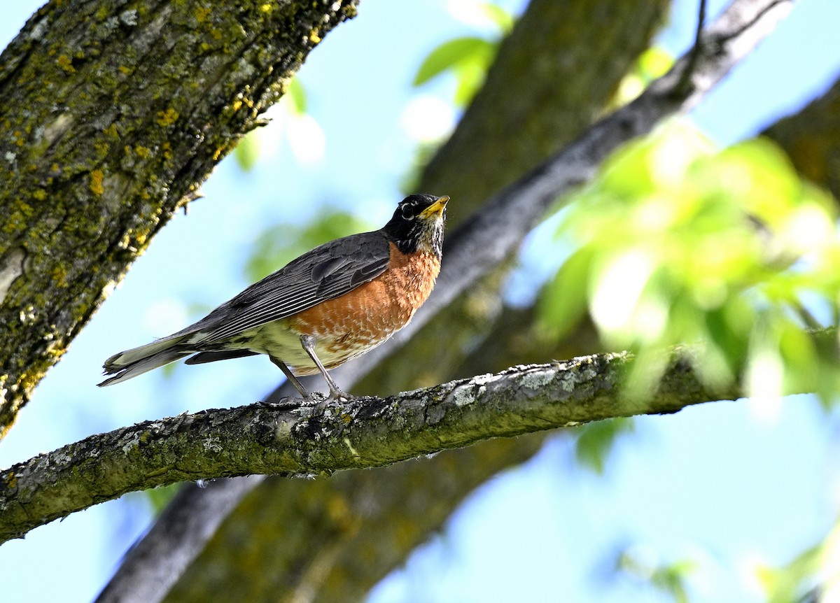 American Robin - ML620502642