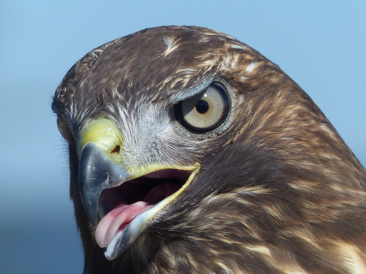 Red-tailed Hawk - ML620502648