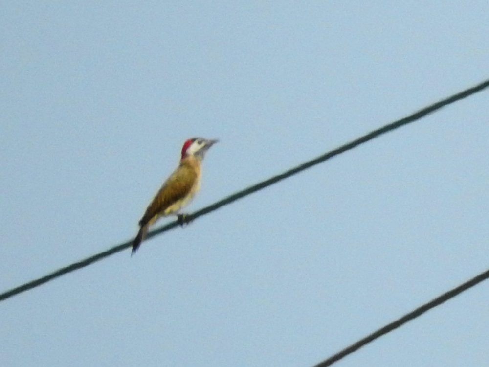 Spot-breasted Woodpecker - ML620502651