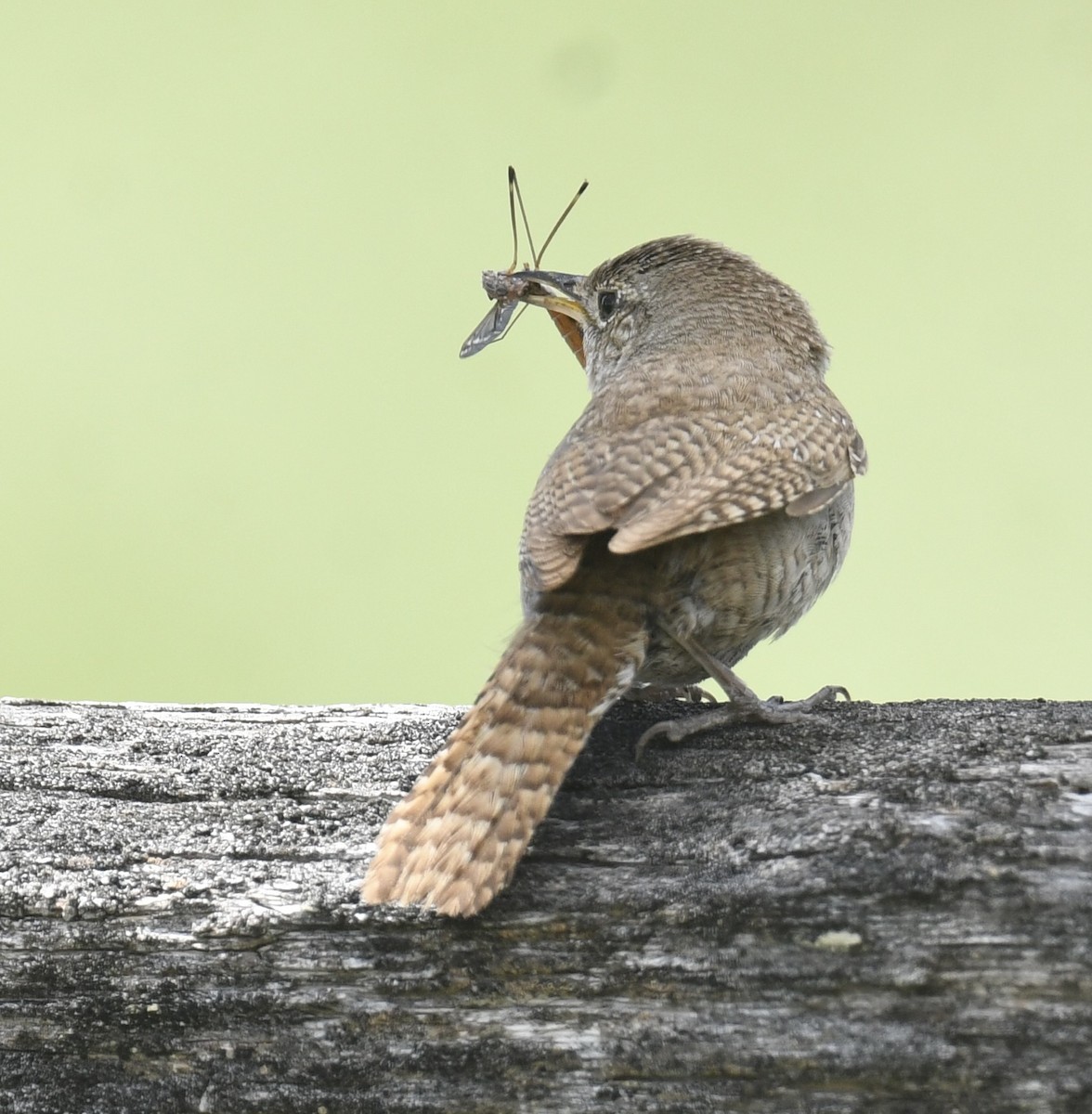 House Wren - Sevilla Rhoads