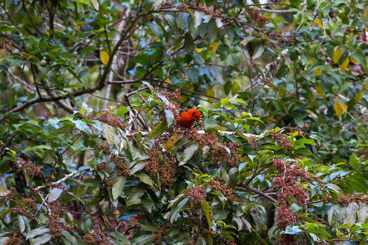 Flame-colored Tanager - ML620502662