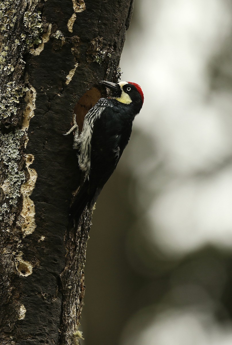 Acorn Woodpecker - ML620502664