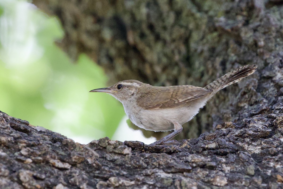 Carolina Wren - ML620502668