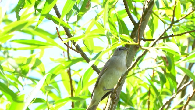 Garden Warbler - ML620502670