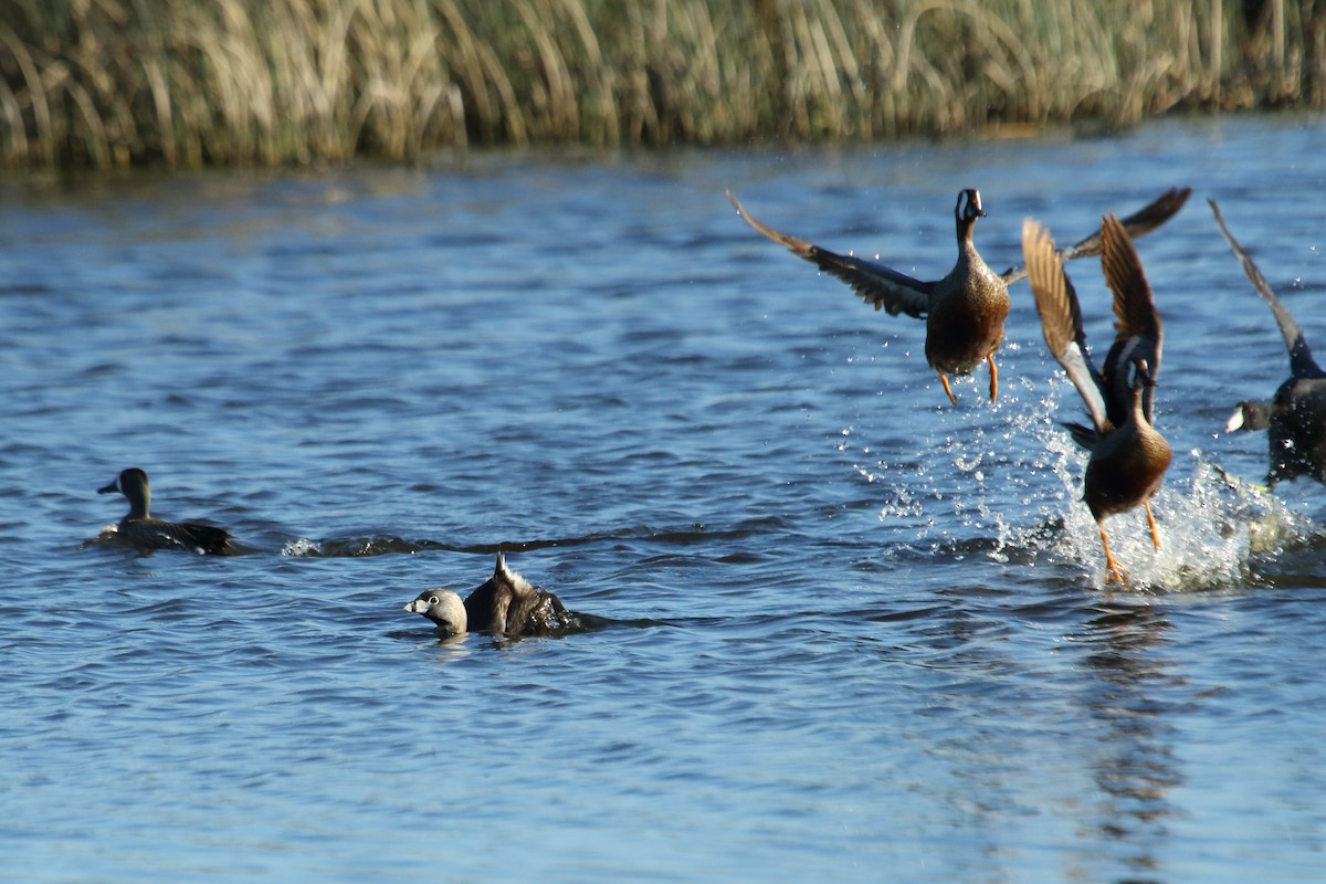 Pied-billed Grebe - ML620502673