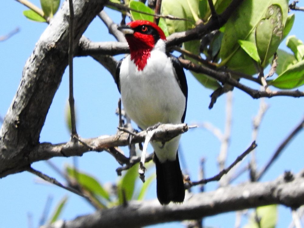 Masked Cardinal - ML620502679