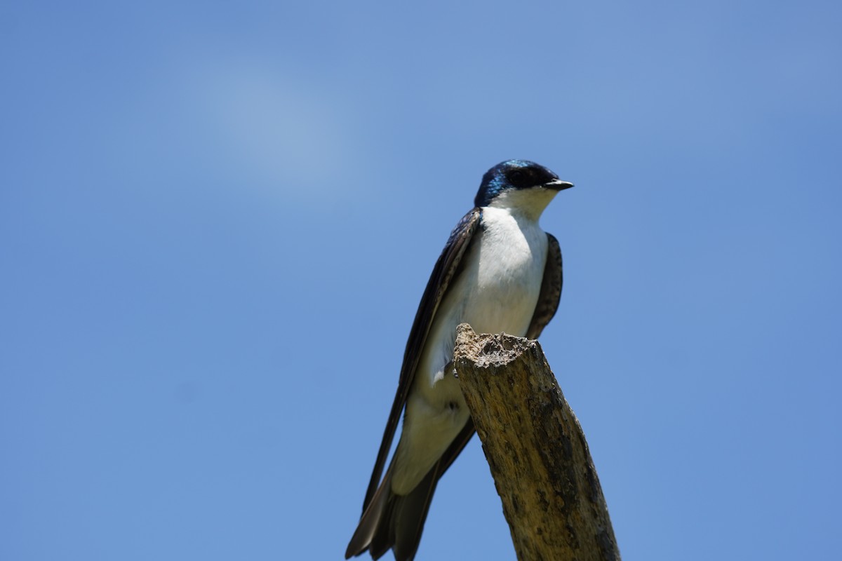 Golondrina Bicolor - ML620502680