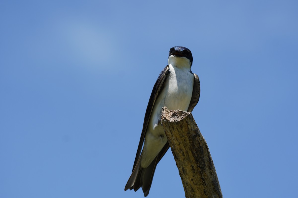 Golondrina Bicolor - ML620502682