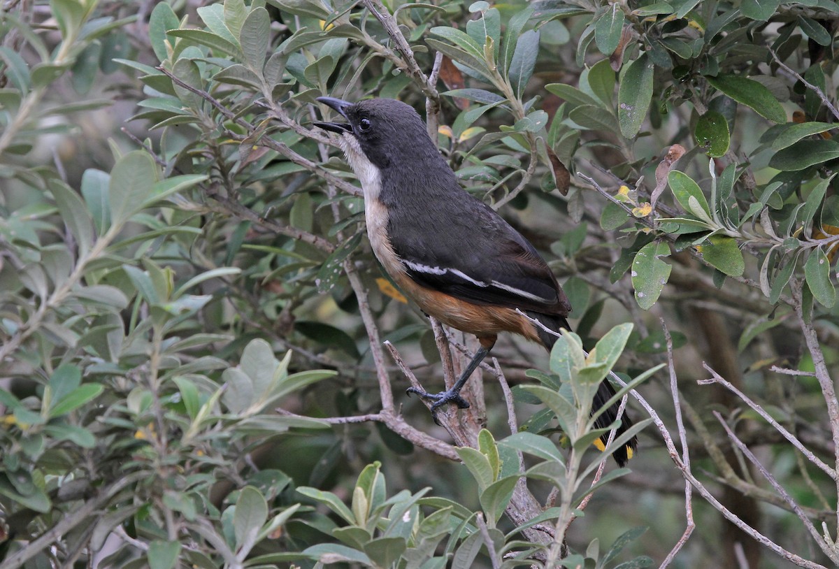 Southern Boubou - ML620502695