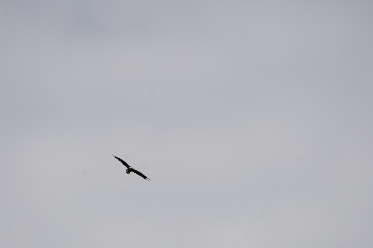 Белоголовый орлан - ML620502701