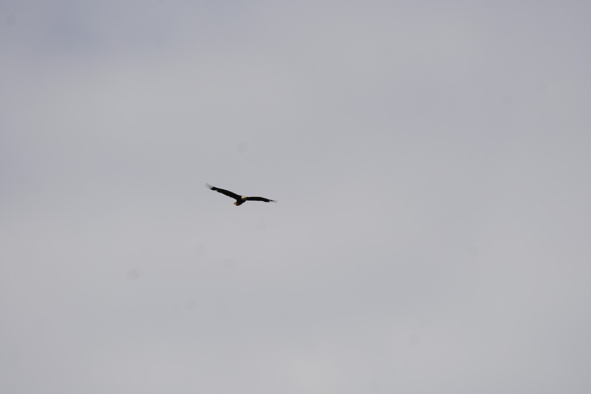 Bald Eagle - ML620502703