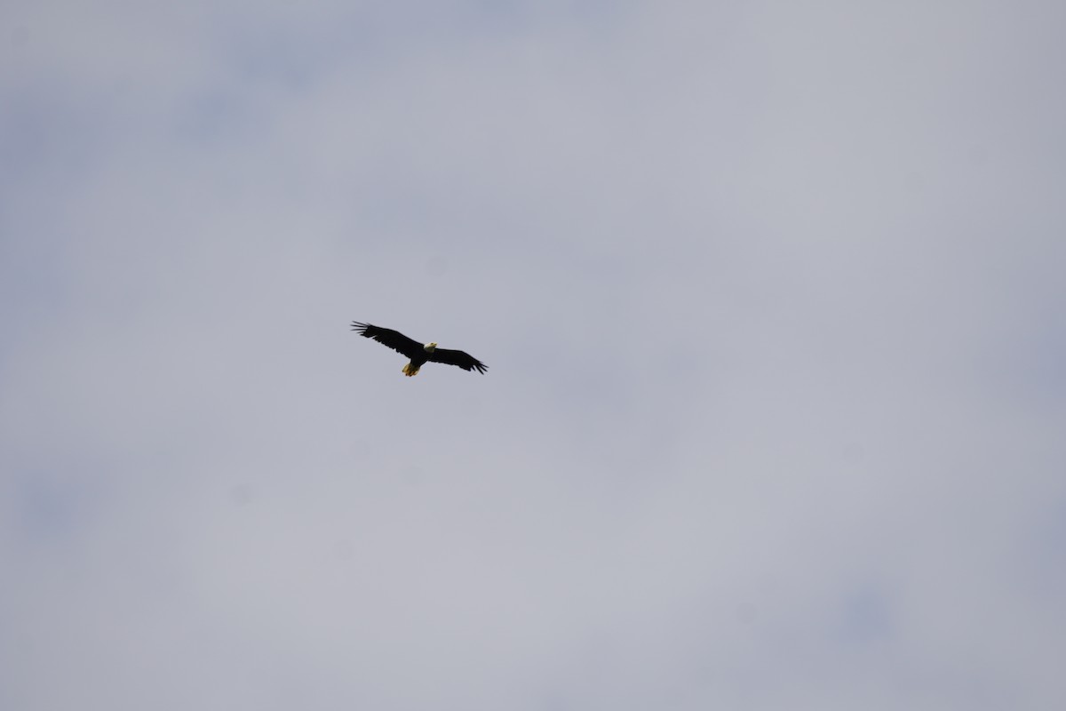 Bald Eagle - ML620502707