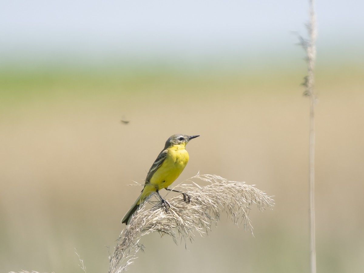 Western Yellow Wagtail - ML620502709