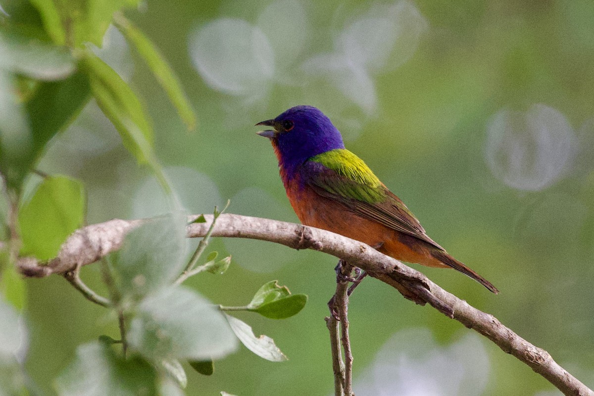 Painted Bunting - ML620502711