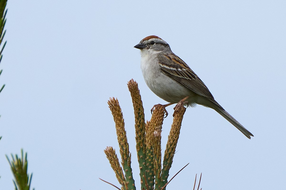 Chipping Sparrow - ML620502717