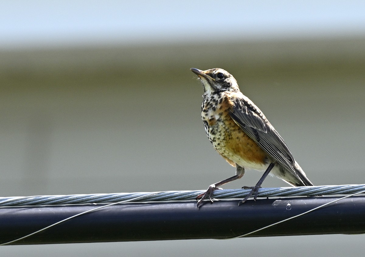 American Robin - ML620502718